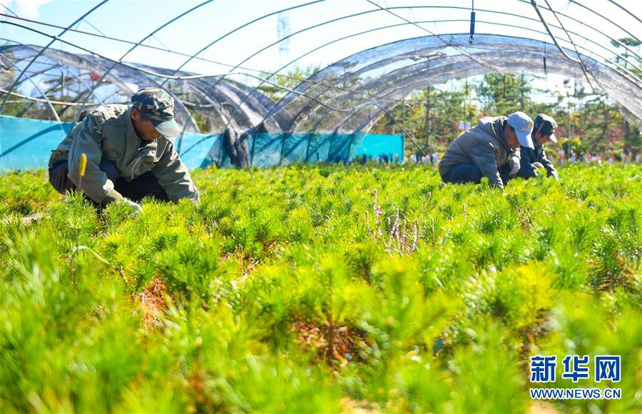 （在習(xí)近平新時(shí)代中國特色社會主義思想指引下——新時(shí)代新作為新篇章·習(xí)近平總書記關(guān)切事·圖文互動）（8）綠意，在黃沙中鋪展——我國防沙治沙紀(jì)實(shí)