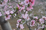 西石河村百果莊園百花盛開