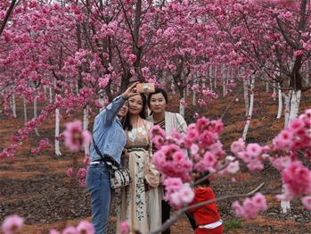 櫻花漫山，一份14年的等待