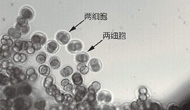 實(shí)踐十號(hào)衛(wèi)星小鼠胚胎實(shí)驗(yàn)取得重要突破