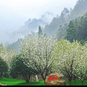 麗水白云山林場