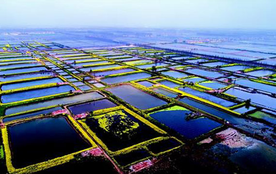 湖北潛江：退池還湖修復(fù)返灣湖國家濕地公園生態(tài)