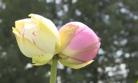 云南丘北：罕見雙色“并蒂蓮”花開